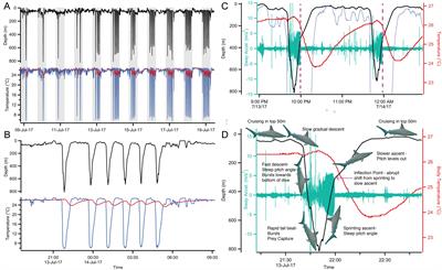 Aerobic and anaerobic poise of white swimming muscles of the deep-diving scalloped hammerhead shark: comparison to sympatric coastal and deep-water species